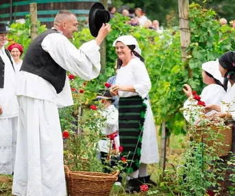 Cesta ruža  vina